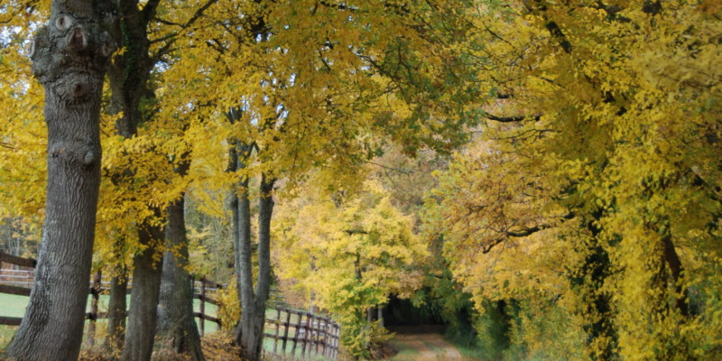 Haras des Acanthes - Environnement