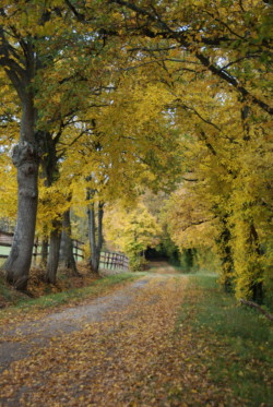 Haras des Acanthes - Environnement