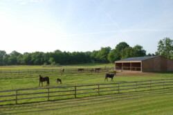 Haras des Acanthes - Installations