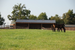 Haras des Acanthes - Installations