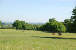 Haras des Acanthes - Prairies