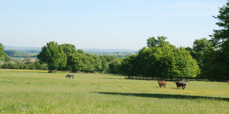 Haras des Acanthes - Prairies