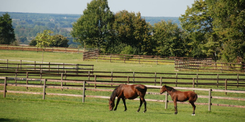Haras des Acanthes - Prairies