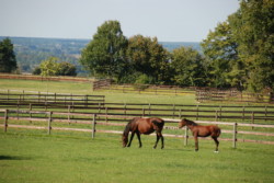 Haras des Acanthes - Prairies
