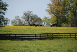 Haras des Acanthes - Prairies