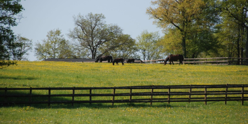 Haras des Acanthes - Prairies