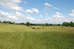 Haras des Acanthes - Prairies