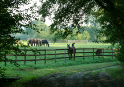 Haras des Acanthes - Prairies