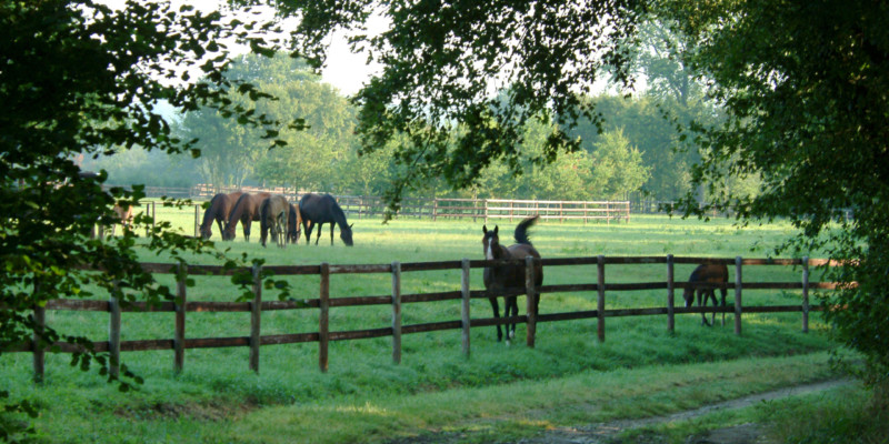 Haras des Acanthes - Prairies