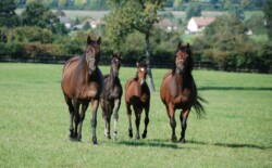 Haras des Acanthes - Chevaux