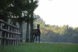 Haras des Acanthes - Chevaux