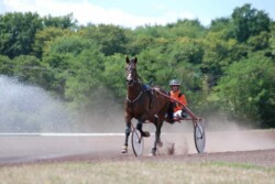 Haras des Acanthes - Chevaux