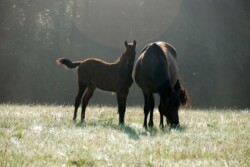 Haras des Acanthes - Chevaux