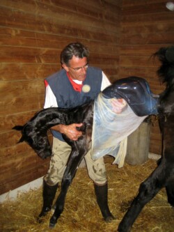 Haras des Acanthes - Chevaux