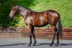 Haras des Acanthes - Chevaux