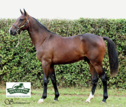 Haras des Acanthes - Chevaux