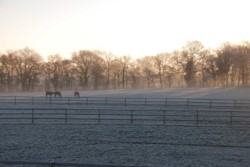 Haras des Acanthes - Prairies